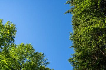 Green treetops under clear blue sky