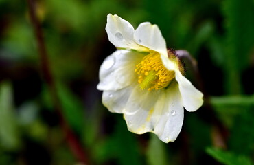  Nasse Bl&uuml;te einer wei&szlig;en Silberwurz
