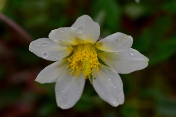 Obraz premium Nasse Blüte einer weißen Silberwurz