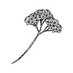 Black and white vector botanical drawing of yarrow flower with clustered tiny blooms and a long stem. Hand drawn ink illustration perfect for herbal packaging, nature prints, botanical design projects © FlorainloveArt