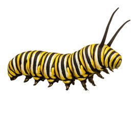 Close up of a vibrant black yellow striped caterpillar crawling on a transparent background