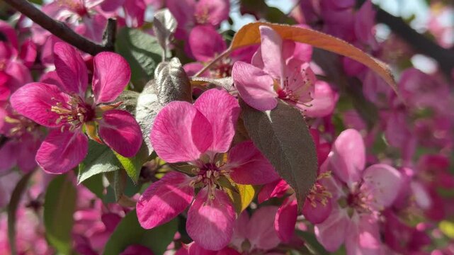 Deep pink flowers of malus coccinella courtarou crab apple tree .
