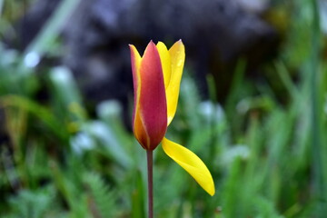 Geschlosse Blüte einer Damen-Tulpe