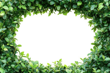 Lush Greenery Frame with Natural Leaves for Photos and Designs on transparent background