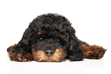 Phantom toy poodle puppy lying with paws forward