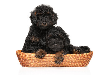 Black and tan toy poodle puppies sitting together