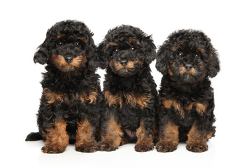 Three Phantom Toy Poodle Puppies in a Row