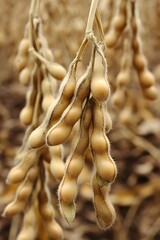 Close-up of Soybeans Hanging on Stems in Field