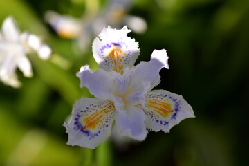 Ausgefranzte Blüte einer Japanischen Kammiris © christiane65