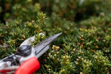 pruning a tree. pruning branches of tree