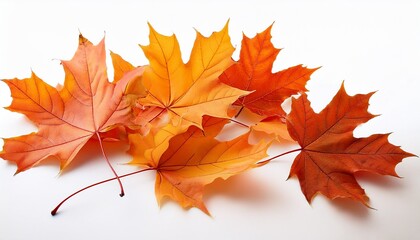 Fototapeta premium autumn maple falling leaves isolated on white background