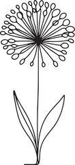 Allium Flower Line Drawing on White Background
