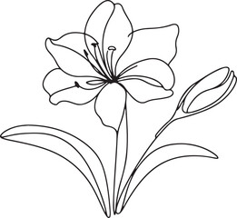 Amaryllis Flower Line Drawing on White Background