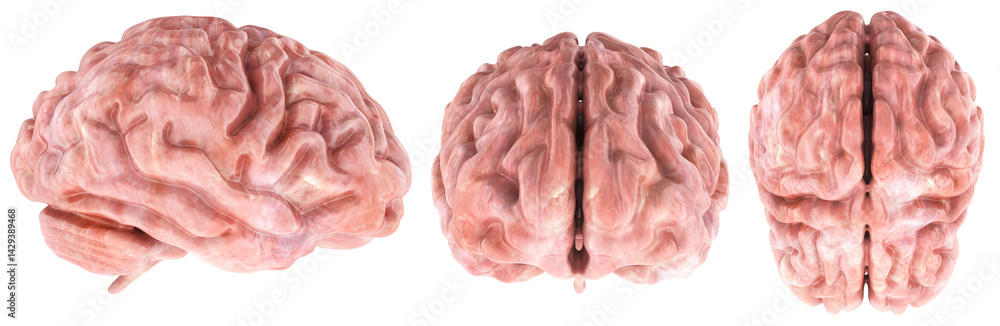 Poster human brain. top, front and side views. 3d rendering isolated on transparent background