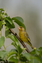 Perched European Greenfinch in Spring Forest Foliage