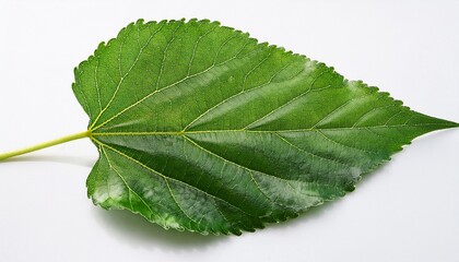 Fototapeta premium mulberry leaf on the white background