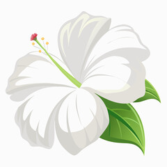 white flower isolated on white