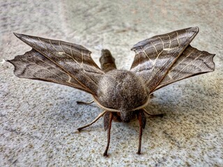 Papillon de nuit 