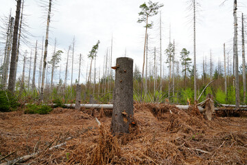 Tree trunks and dying trees some new trees in a forest at Saxon Switzerland, Germany