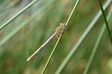 Demoiselle Pennipatte bleuâtre femelle, White-legged Damselfly (Platycnemis pennipes) posée sur une herbe.	