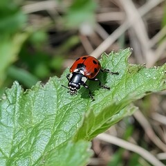 Fototapeta premium Closeup of Red Ladybug on Green Leaf in Nature