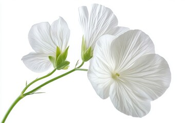 Fototapeta premium Delicate white flower close up shot on white background
