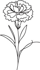 Dianthus Flower Line Drawing on White Background