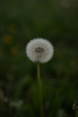 White dandelion among grass in macro photography