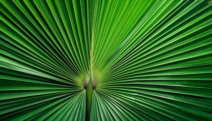 Obraz premium green palm leaves texture abstract background