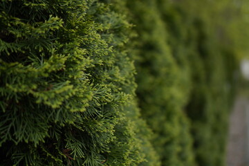 Lush green coniferous thuja branches, showcasing fine textures and natural beauty