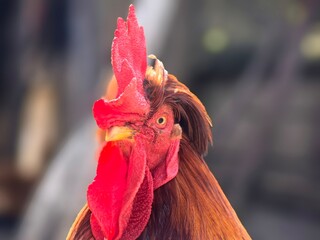 Rooster is posing in the yard. Domestic rooster portrait