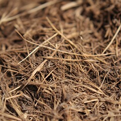 Close Up Dry Brown Grass Texture Background Image