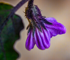 purple eggplant flower