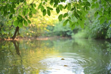 Naklejka premium Lush greenery reflecting in a serene body of water with gentle ripples formed by falling leaves during a sunny afternoon
