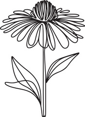 Echinacea Flower Line Drawing on White Background