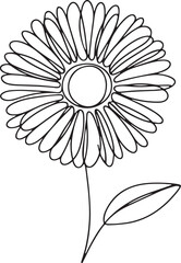 Gerbera Daisy Line Drawing on White Background