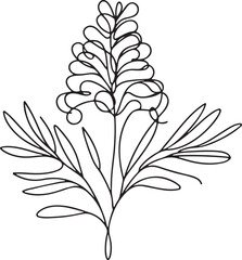 Grevillea Flower Line Drawing on White Background