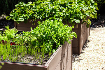 Fresh greens and vibrant herbs flourish in a sunny garden setting with raised planters