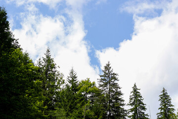 Lush trees stretch toward a bright blue sky filled with fluffy white clouds in a serene forest