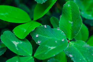 Fresh green leaves adorned with droplets shine in soft morning light among lush greenery
