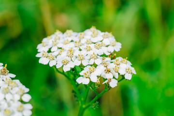 Bright white flowers bloom vibrantly in the lush green meadow during a sunny afternoon