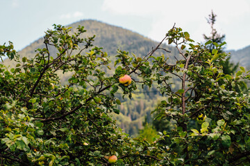 Peach tree branches sway gently in the mountain breeze under a bright sky