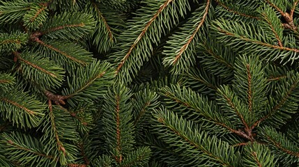High-Resolution Close-Up of Dense Evergreen Branches with Green Needles and Reddish-Brown Bark Creating Natural Texture and Shadowy Background, Perfect for Winter, Christmas, Outdoors