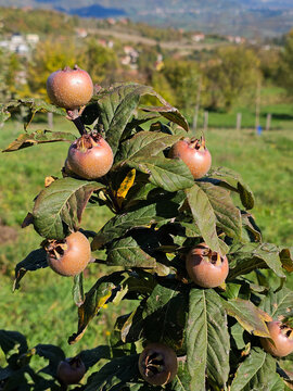 A branch of medlar tree in the garden countryside on a sunny day, Crataegus germanica.
