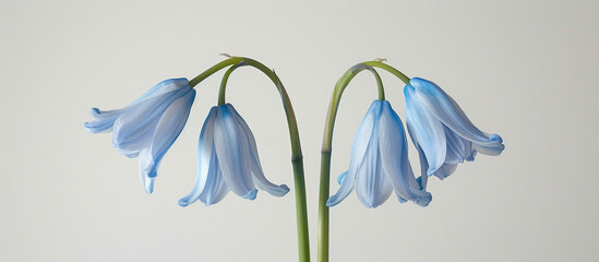 Blue hyacinthus flower bluebell, Hyacinthoides massartiana, wild hyacinth, fairy flower, bell bottle, snowdrop.  illustration isolated on white background.