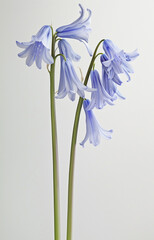 Blue hyacinthus flower bluebell, Hyacinthoides massartiana, wild hyacinth, fairy flower, bell bottle, snowdrop.  illustration isolated on white background.