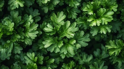 Natural veggie texture