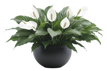 A lush green plant with white blooms in a sleek black pot ideal for home decor and botanical e