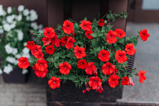 Petunia ampel opera red, beautiful decorative flowers in pot outdoors