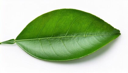 Fototapeta premium citrus lemon leaves isolated on white background without shadow